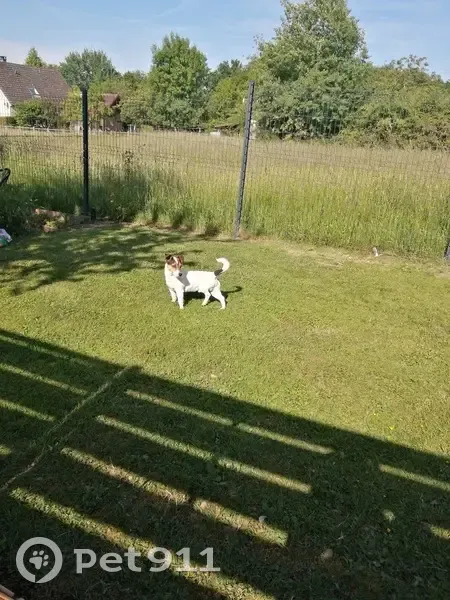 Jack Russel trouvé Rue de la Mairie - photo