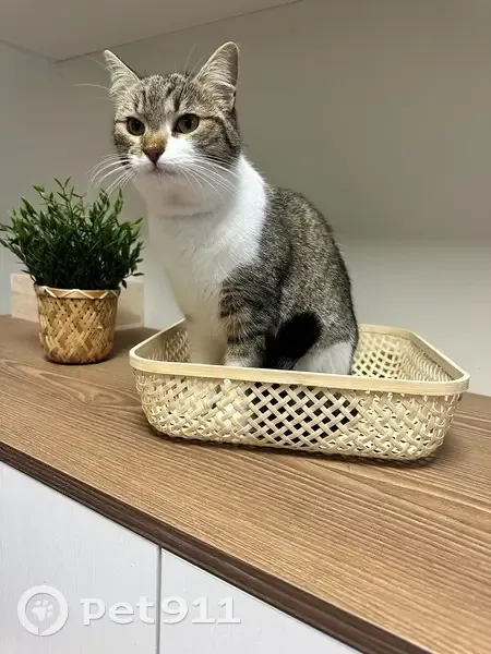 Chatte perdue à Annet-sur-Marne - photo