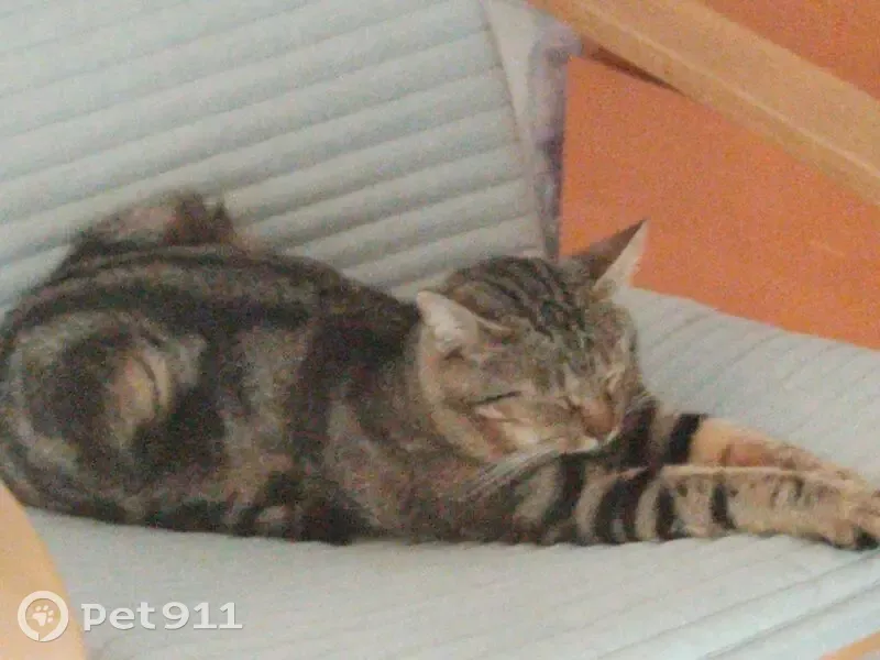 Chat tigré craintif trouvé à Cornebarrieu - photo