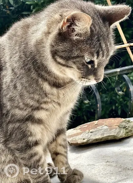 Chat perdu : mâle gris 7 ans, Pau - photo