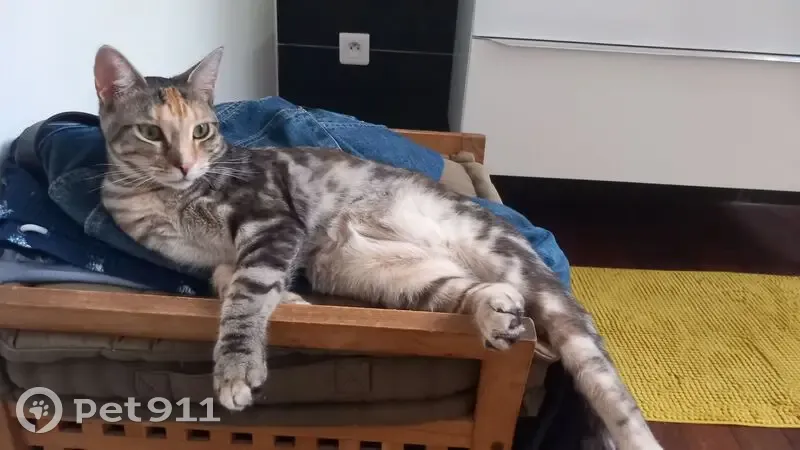 Chatte perdue, tâche orange front, La Seyne - photo