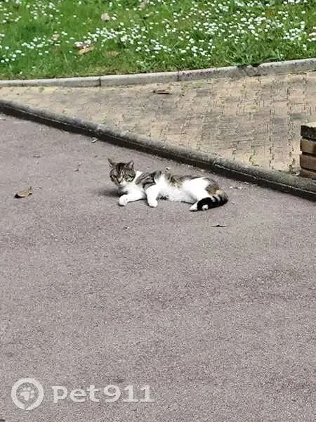 Chat tigré trouvé à Brunoy, cherche famille - photo