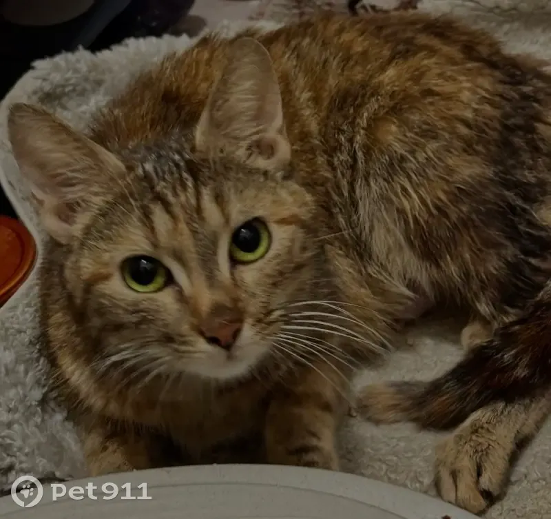 Chatte rousse maigre trouvée aux Lilas - photo