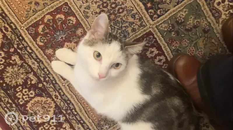 Chat trouvé à Lille, rue Boileux - photo