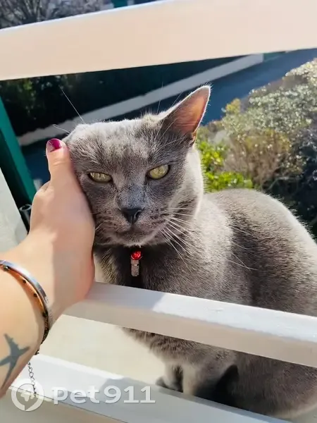 Chat gris perdu, yeux verts, Ternay - photo
