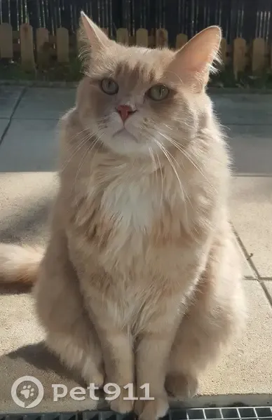 Chat sable caramel perdu à Dijon - photo