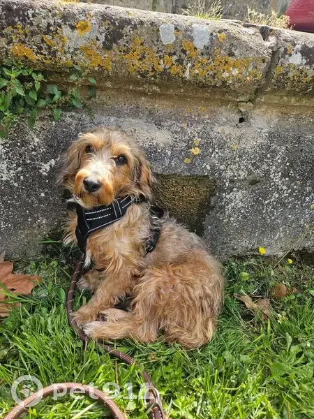 Chien perdu multicolore à La Colle-sur-Loup - photo