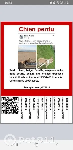 Chihuahua sable perdu à Boulogne-sur-Mer - photo
