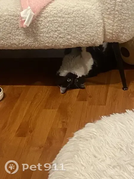 Chatte perdue à Rennes : angora blanc/noir - photo