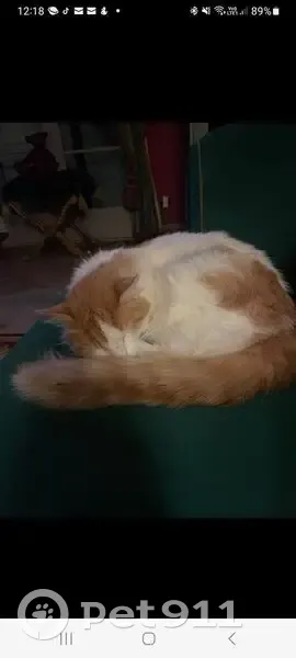 Chat roux et blanc perdu à Neuilly-Plaisance - photo