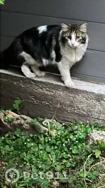 Chat tricolore trouvé, cherche foyer, Colombes - photo