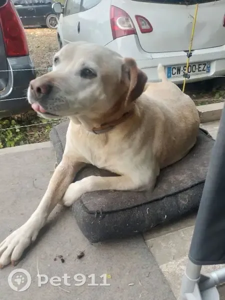 Chienne Laïka perdue à Malause - photo