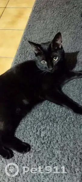 Chatte noire perdue, 2 ans, œil voilé - photo