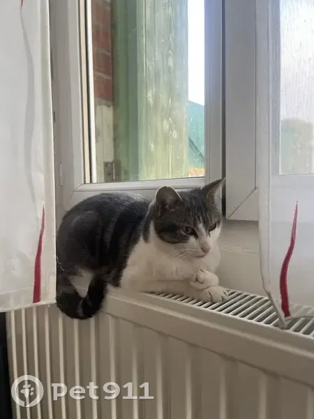 Chatte perdue, maigre et câline, St-Avertin - photo