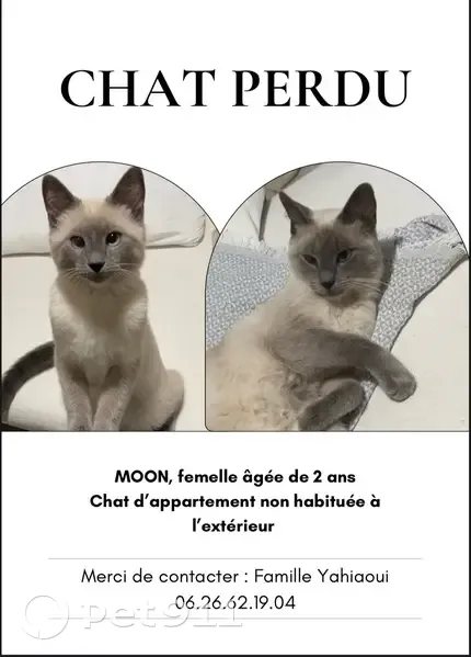 Chat siamois beige/gris perdu à Rosny-sous-Bois - photo