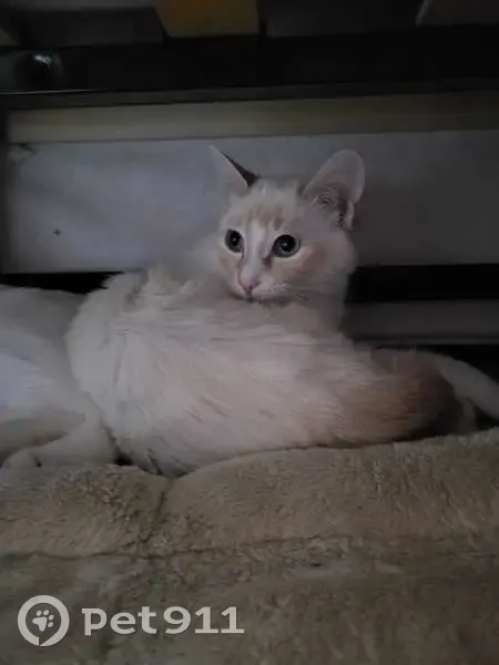Chat perdu : blanc, museau et queue rousse - photo
