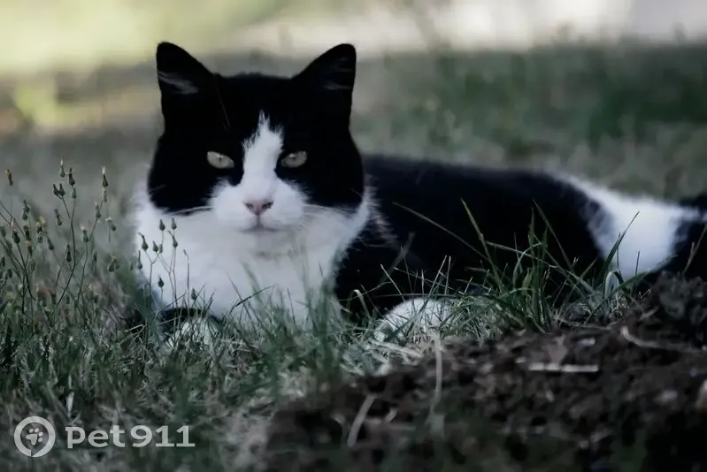 Chatte noire et blanche perdue à Côtebrune - photo