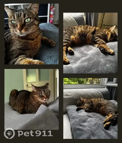 Chatte tigrée 12 ans perdue à Créteil - photo
