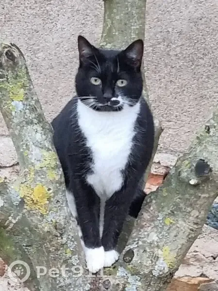 Chatte perdue, Socquette, noire et blanche - photo