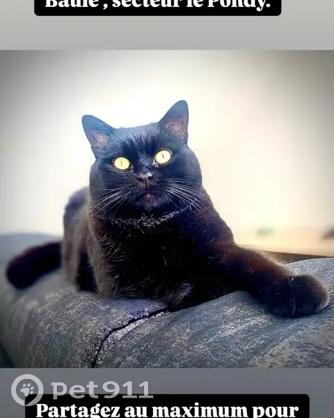 Chatte perdue, yeux jaunes, sociable, La Baule - photo