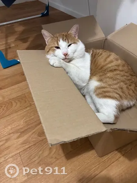 Chat roux et blanc perdu à Aulnay-sous-Bois - photo