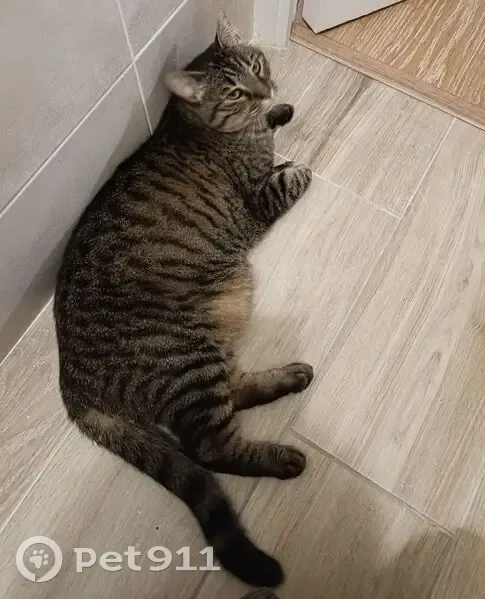 Chatte tigrée perdue à Caen - photo