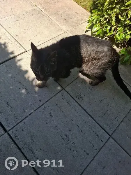 Chat maigre et sociable trouvé à Sceaux - photo