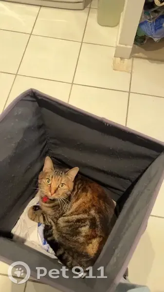 Chat de gouttière marron perdu à Nantes - photo