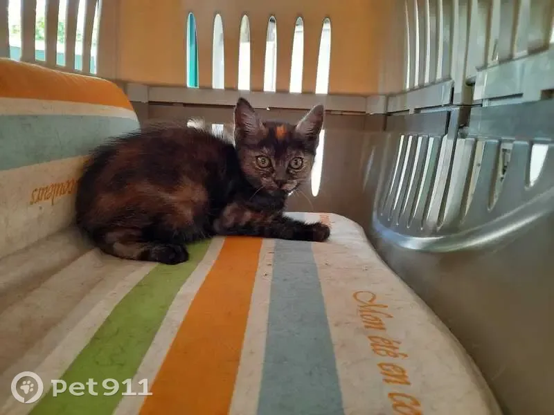 Chaton écaille trouvé à Guérande - photo