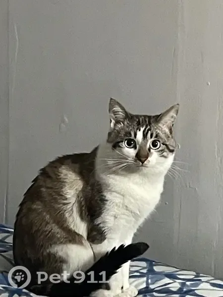 Chat perdu : Milo, 2 ans, blanc/marron - photo