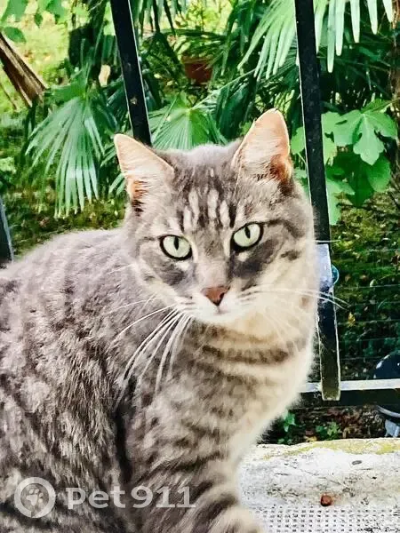 Chat perdu : Gus, entaille oreille gauche - photo