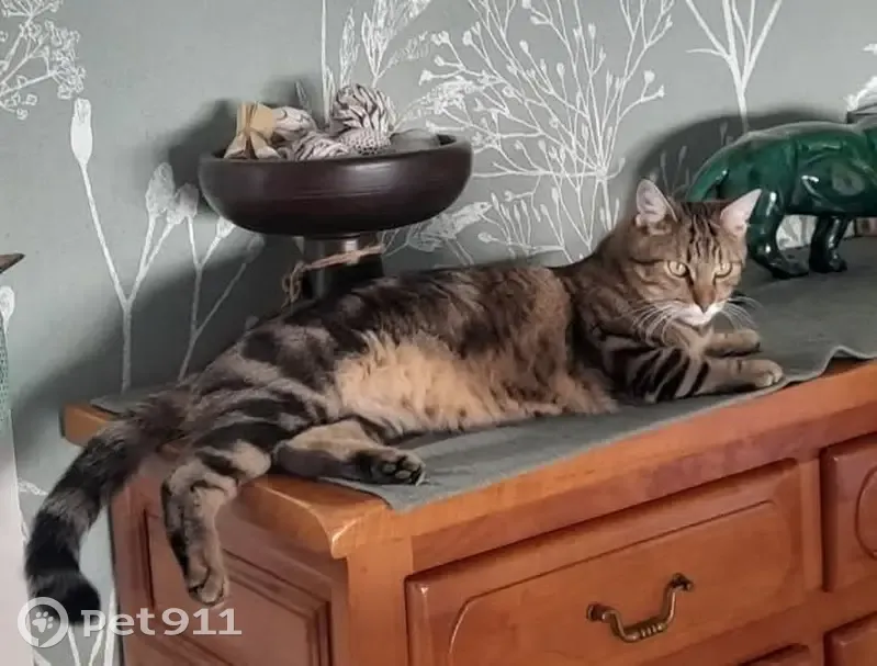 Chat perdu : Tigré Bengal, strabisme léger - photo