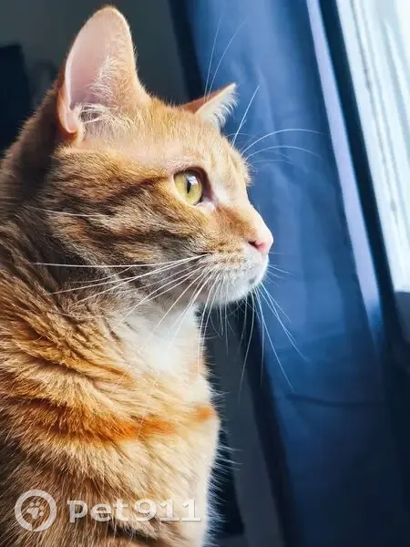Chat perdu : Caramelo à Cachan - photo