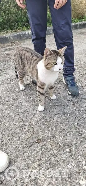 Chat sociable trouvé rue du Clain - photo