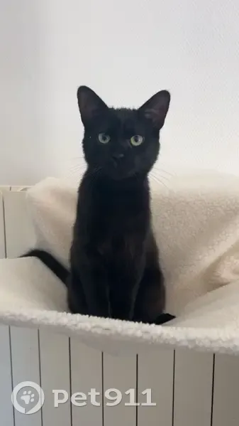 Chat noir perdu à Fameck, 9 mois, pucé - photo