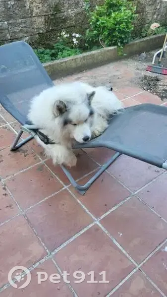 Chien blanc/gris perdu à Cabriès - photo