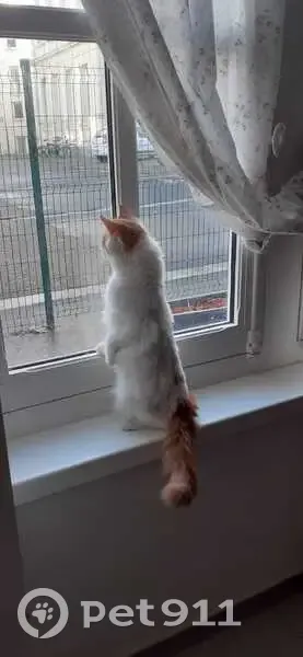 Chatte perdue : Blanche, rousse, craintive, Caen - photo