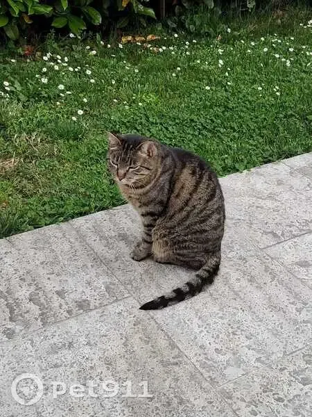 Chat perdu, gris tigré, Saint-Égrève - photo
