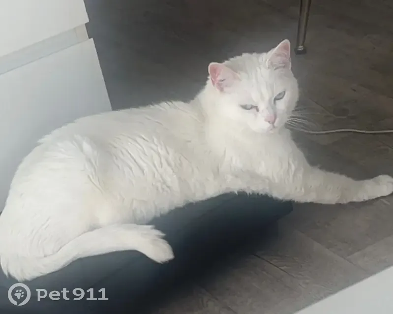 Chatte blanche perdue à Bondues - photo