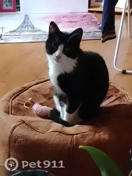 Chat perdu à Grenoble : Majki, 9 mois - photo