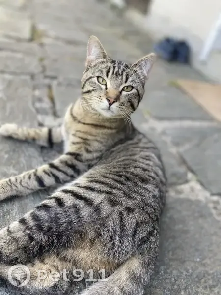Chat perdu : Simba, Rue Guynemer, Ferrière - photo