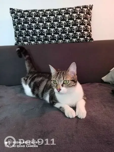 Chatte perdue: Isis, sociable et câline - photo