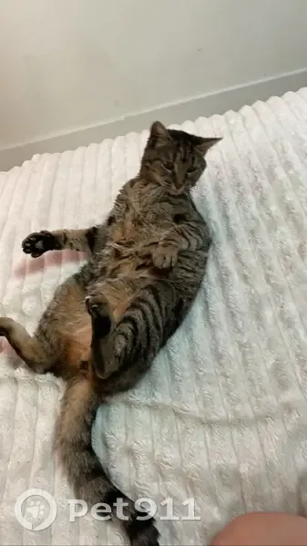 Chatte tigrée perdue à La Haie-Fouassière - photo