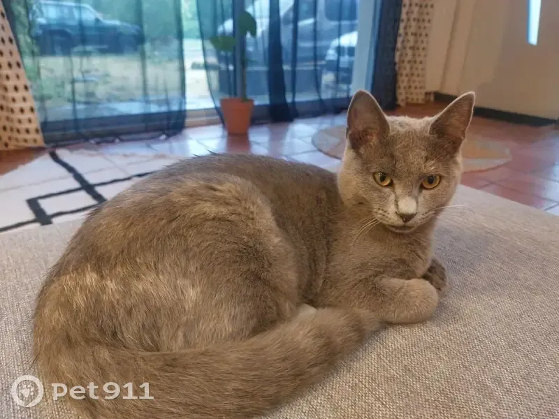 Chatte perdue : Ony, 9 mois, grise et tigrée - photo