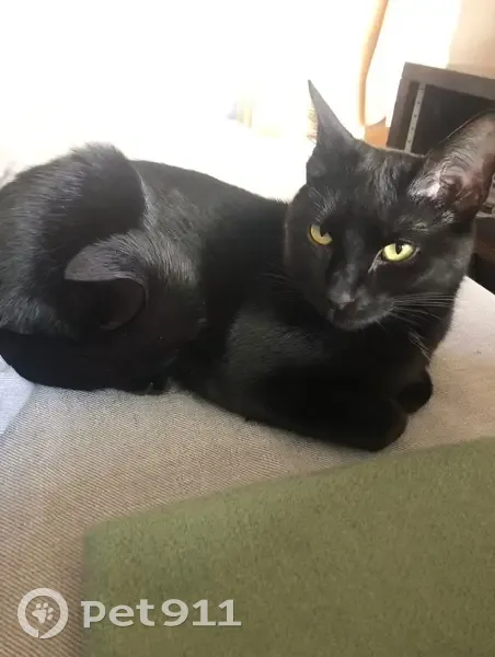 Chatte noire Monique perdue à Paris 20e - photo
