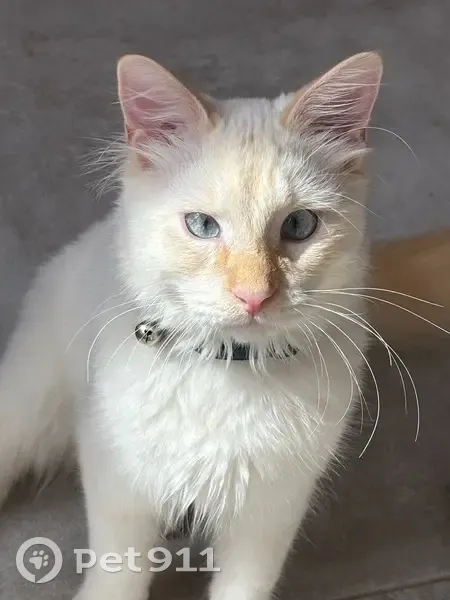 Chatte blanche extrémités rousses perdue - photo