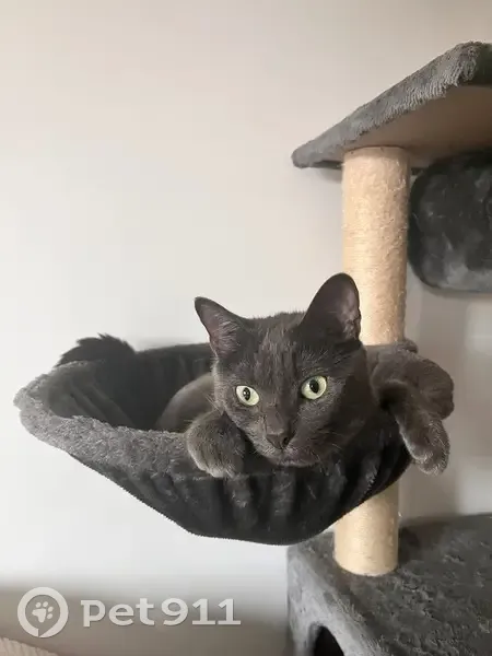 Chat gris mâle perdu à Morestel - photo