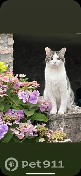 Chat perdu, tatoué, stérilisé à Pringy - photo