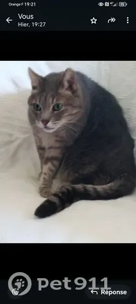 Grisou, chat gris tigré perdu à Torreilles - photo