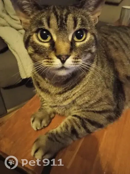 Chatte tigrée perdue à Domène - photo